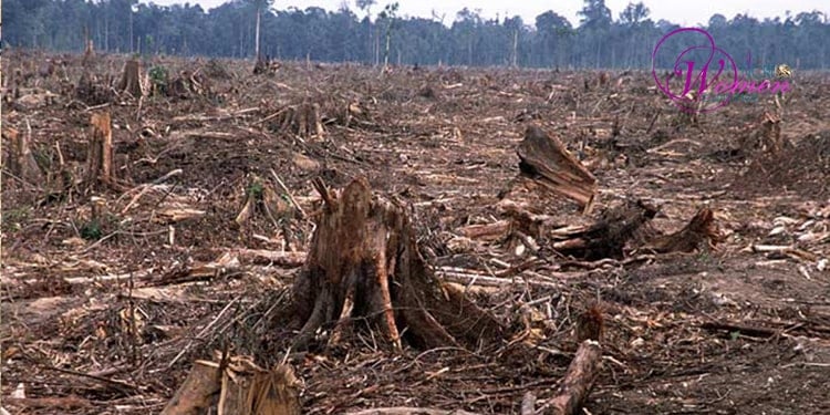 مضاعفة إزالة الغابات والتصحُّر