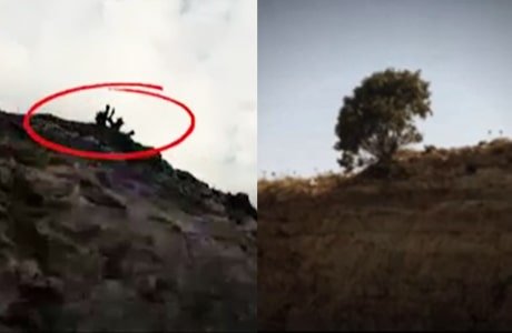 رژیم درختی که  تبدیل به نماد ملی شد را قطع کرد 