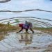 زنان کشاورز ایرانی کارگران ارزان بخش کشاورزی در ایران هستند