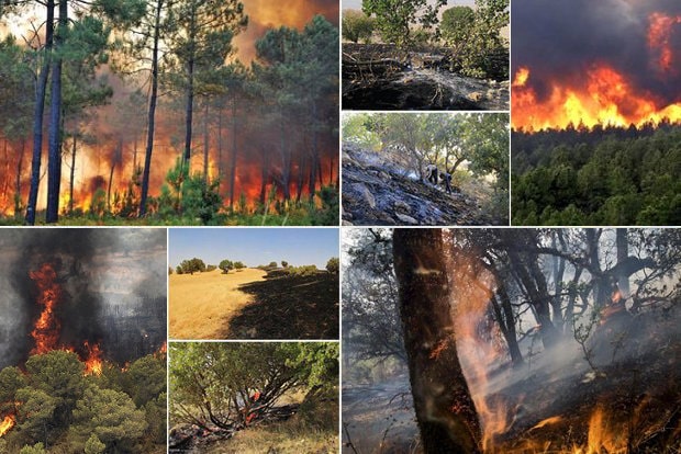 بی عملی رژیم در برابر گسترش آتش در جنگل های دیرپای ایران