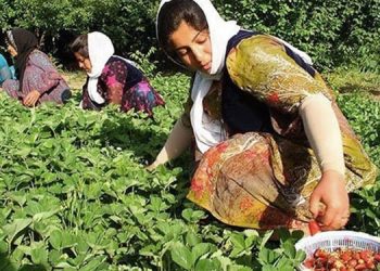 زنان روستایی ایران در سه واژه: رنج، محرومیت و زندگی برده وار
