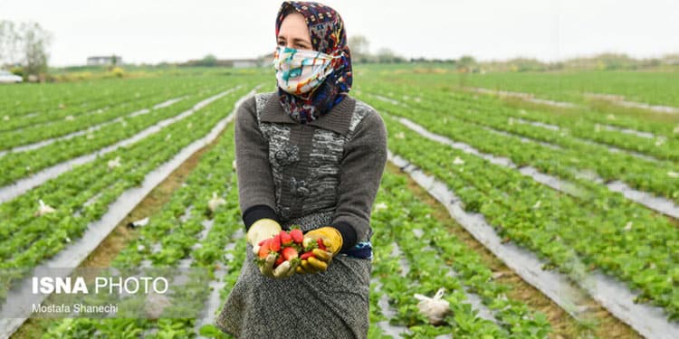 زنان کشاورز در ایران محروم از کشاورزی مدرن، به حاشیه رانده می شوند