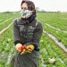 زنان کشاورز در ایران محروم از کشاورزی مدرن، به حاشیه رانده می شوند