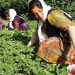For rural women of Iran life means suffering and working as slaves