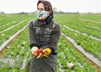 Female farmers in Iran marginalized and deprived of modern agriculture